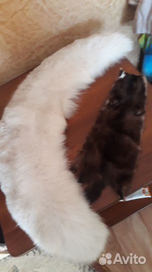 Меховой воротник песец белый