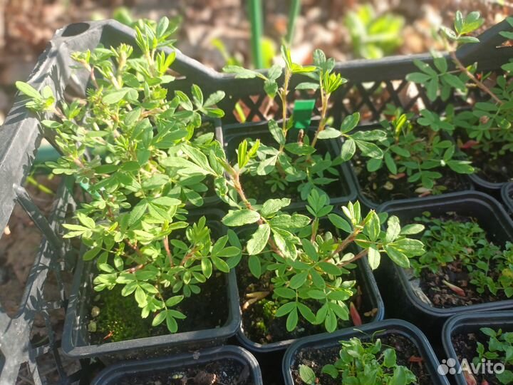 Лапчатка кустарниковая Абботсвуд (Abbotswood)