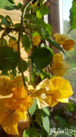 Бугенвиллия черенки