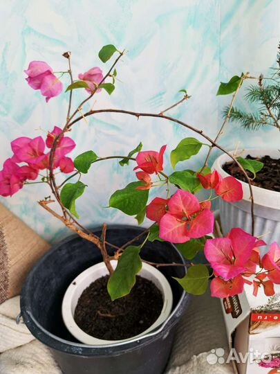 Бугенвиллия взрослая