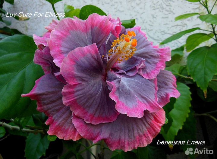 Семена сортовых гибискусов