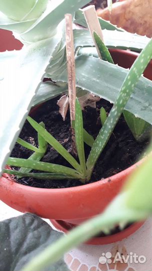 Алоэ вера, фиалки, денежное дерево и др