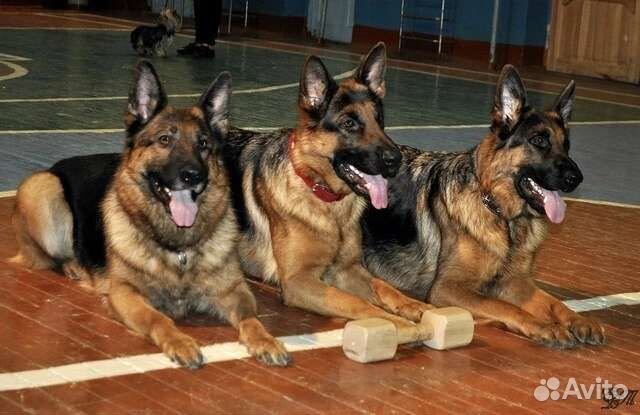 Услуги кинолога. Дрессировка собак