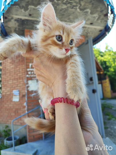 Пасхальные котики в добрые руки