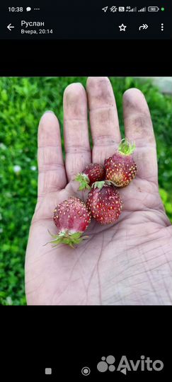 Рассада земклубники