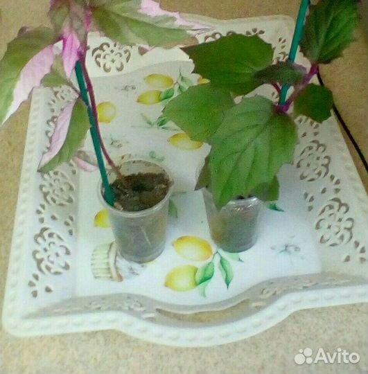 Гинура вариегатная сингониумы