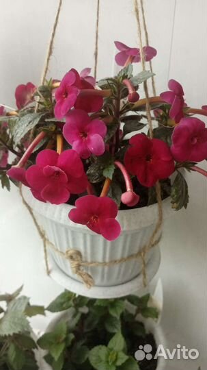 Ризомы ахименесов