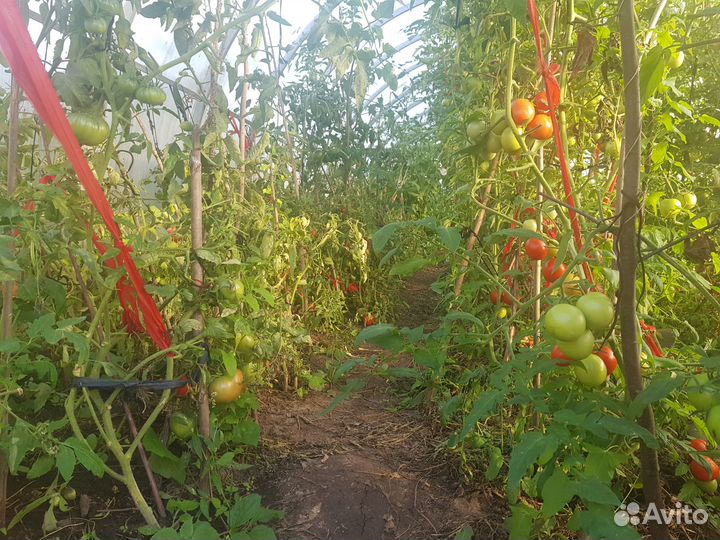 Яблоки и пр