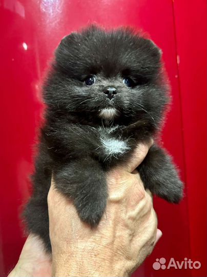 Померанский шпиц мини девочка