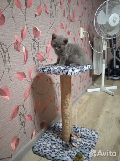 Британский котёнок