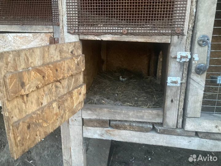 Клетки для кроликов