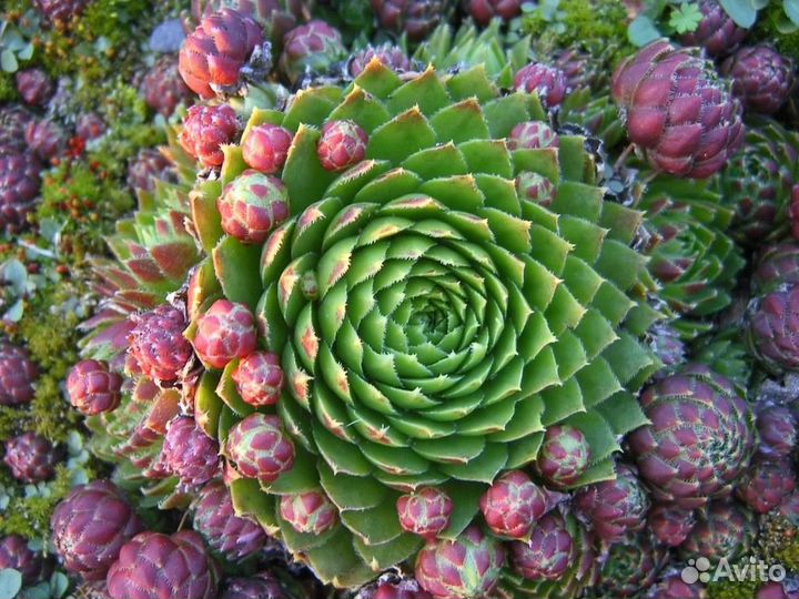 Молодило, эписции, шеффлера, молочай, фикус