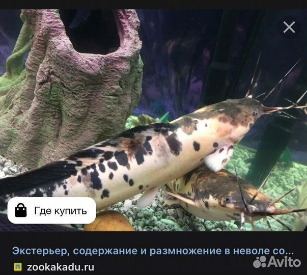 Сом Григорий