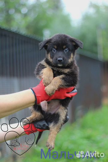 Щенки ищут дом