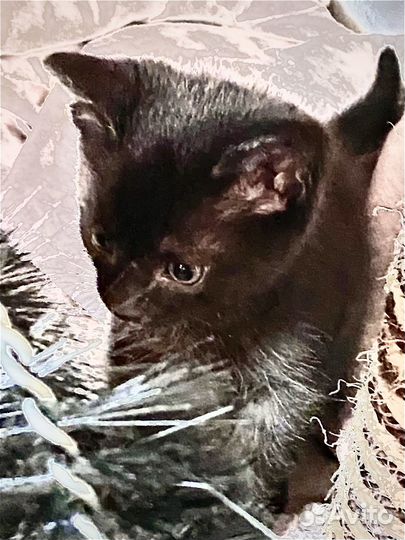 Черные котята