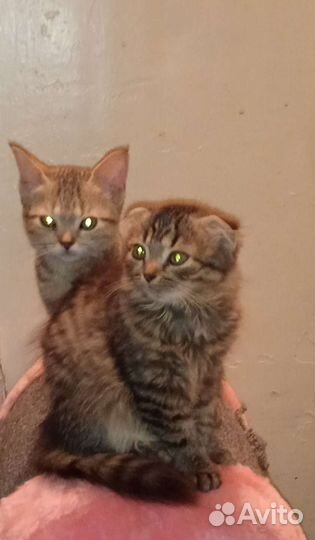 В добрые руки