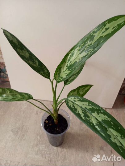 Аглаонема Мария