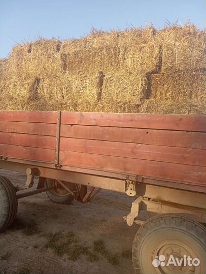 Солома в тюках (необмолоченная)