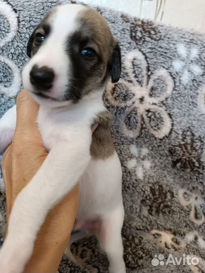 Щенки уиппета