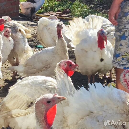 Индюки живым весом