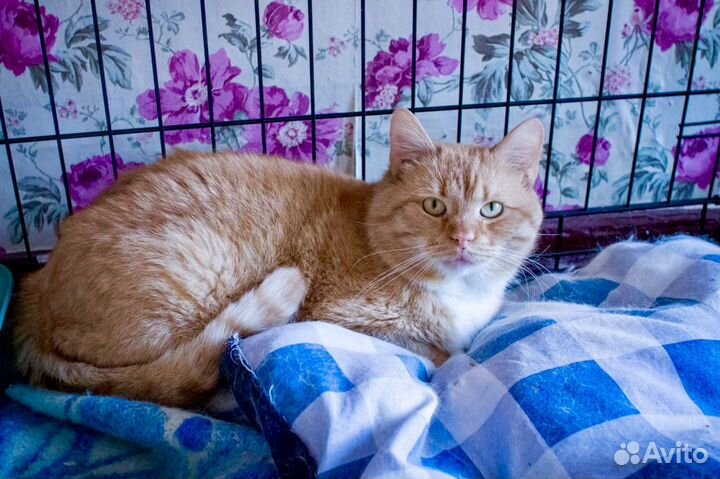 Рыжий в белых носочках юный котик. Бесплатно