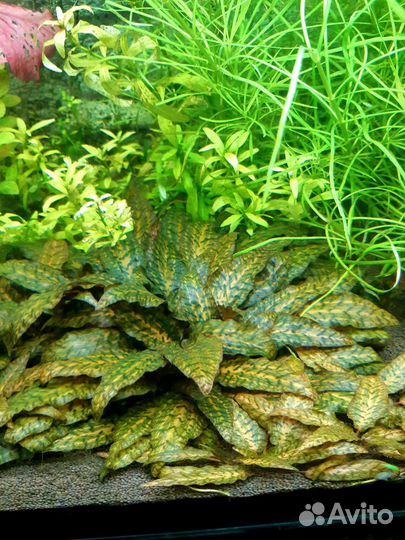 Криптокорина нури