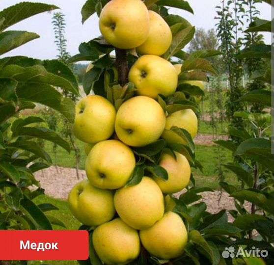 Колоновидные яблони(сорта разные)