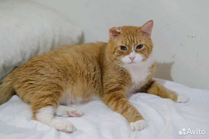 Честер (кот, 10-12 лет)