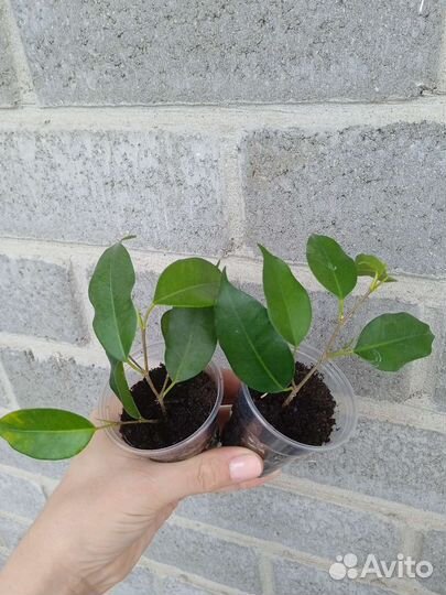 Фикусы сортовые разные 2