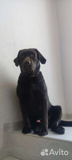 Кобель лабрадора вязка