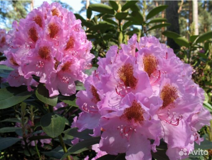 Рододендрон 