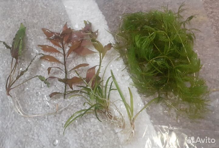 Водоросли для аквариума