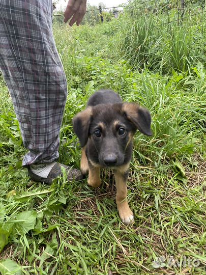 Щенок в добрые руки бесплатно девочка
