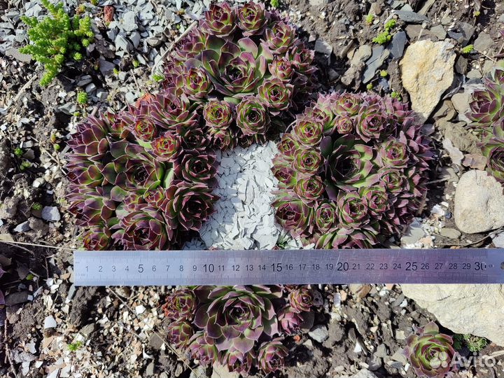 Суккулент каменная роза