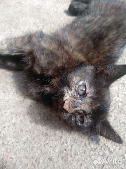 Кошки и коты в добрые руки