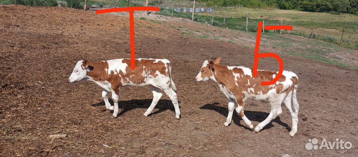 Бычок, Тëлочка