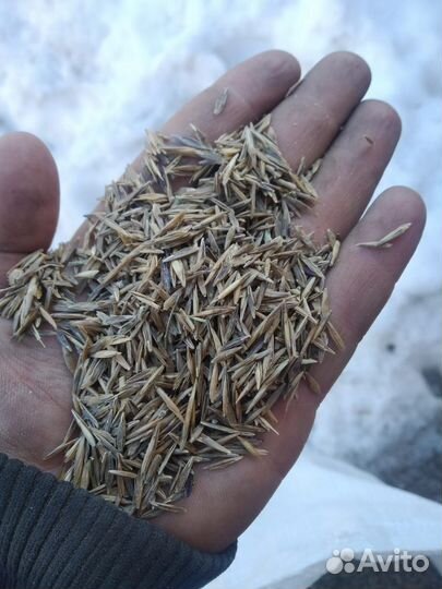 Семена Кострец безостый