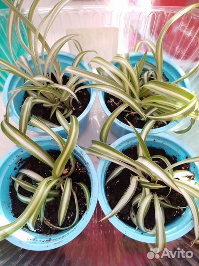 Хлорофитум