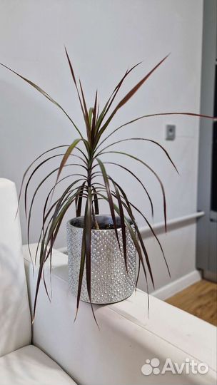 Драцена маргината