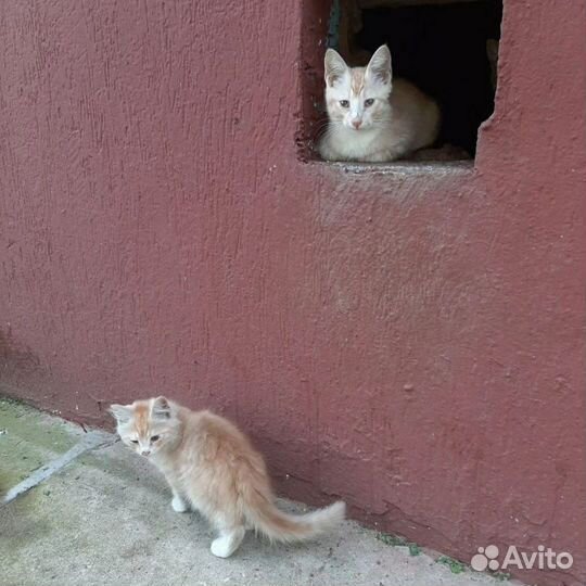 Котятам из подвала некуда идти, нужен приют