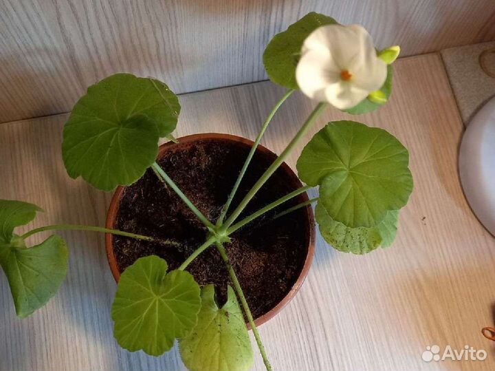 Пеларгония герань