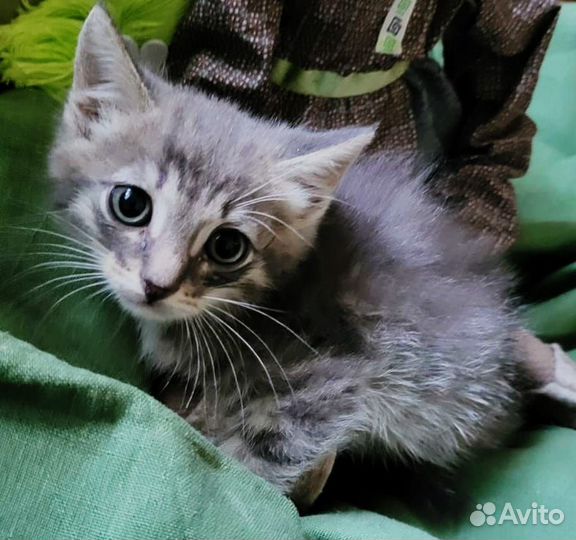 Домовёнок Кузя