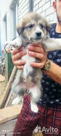 Отдадим щенков в добрые руки