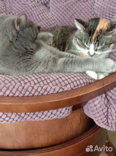 Передержка животных. Котоняня