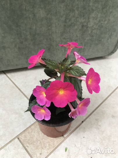 Комнатные цветы,растения,ахименесы