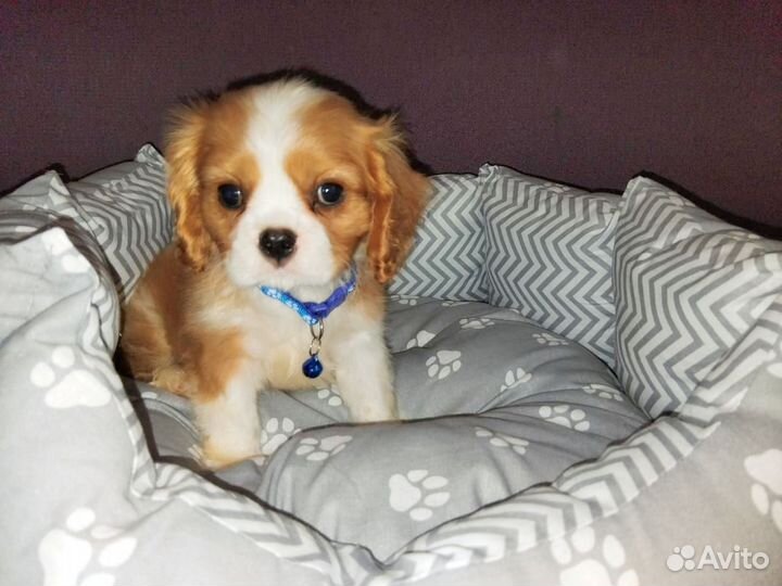 Мальчик кавалер РКФ