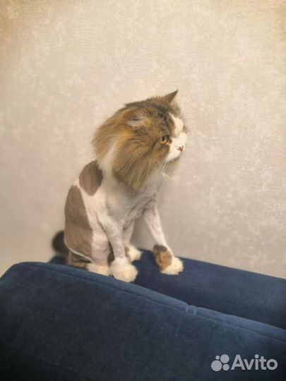 Стрижка котиков и кошечек