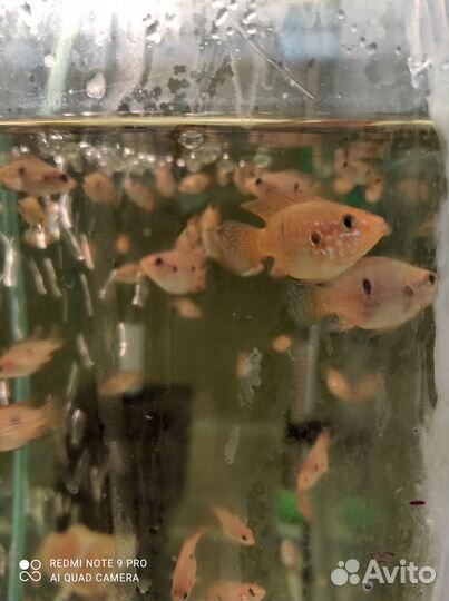 Мальки Hemichromis lifalili