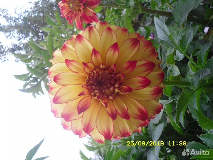 Рассада овощей и цветов