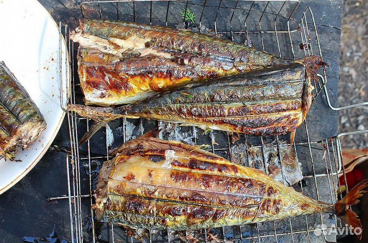 Скумбрия атлантическая